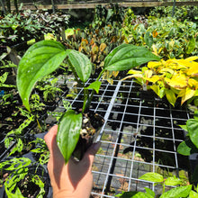 Load image into Gallery viewer, Monstera Acacoyaguensis 2.5" pot, Fedex 2day*