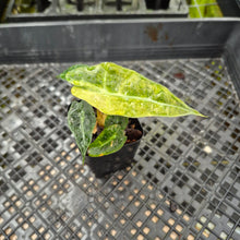 Load image into Gallery viewer, Alocasia polly aurea variegated, Exact Plant Ships Nationwide.