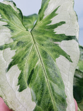 Load image into Gallery viewer, Three Kings Magic Marble, exact plant, variegated Syngonium, ships nationwide