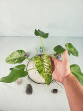 Load image into Gallery viewer, Giganteum Blizzard, exact plant, variegated Philodendron, ships nationwide