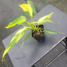 Load image into Gallery viewer, Philodendron Domesticum, Exact Plant Variegated Ships Nationwide