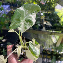 Load image into Gallery viewer, Alocasia Macrorrhiza Albo Variegated 2.5" pot, Fedex 2day*