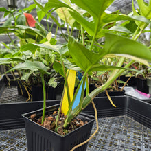 Load image into Gallery viewer, Rhaphidophora Tetrasperma Albo, Exact Plant Variegated Ships Nationwide