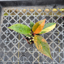 Load image into Gallery viewer, Philodendron Red Congo, Exact Plant Variegated Ships Nationwide