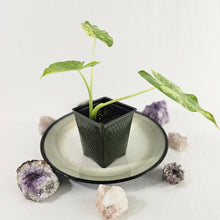 Load image into Gallery viewer, Alocasia Gageana Aurea, Exact Plant Variegated