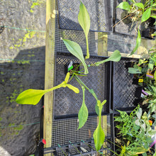 Load image into Gallery viewer, Philodendron Joepii Variegated, Exact Plant Ships Nationwide