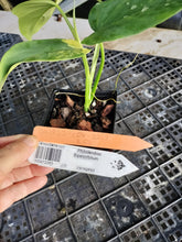 Load image into Gallery viewer, Philodendron Bipennifolium, Exact Plant Variegated Ships Nationwide