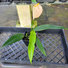 Load image into Gallery viewer, Anthurium Scherzerianum "Pig Tail", Speckled Ships Nationwide