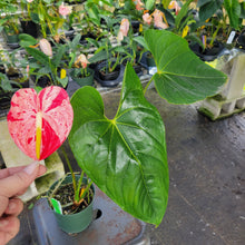 Load image into Gallery viewer, Anthurium Shibori, Exact Plant Variegated Ships Nationwide