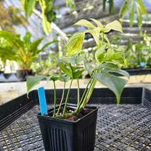 Load image into Gallery viewer, Rhaphidophora Tetrasperma White Monster, Exact Plant Variegated Ships Nationwide