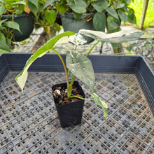 Load image into Gallery viewer, Alocasia simpo albo Exact Plant Ships Nationwide