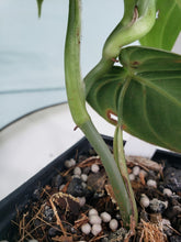 Load image into Gallery viewer, Melanochrysum, exact plant, Philodendron, ships nationwide