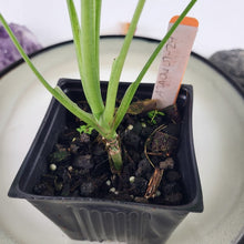 Load image into Gallery viewer, Syngonium Mojito Variegated 4" pot, Fedex 2day*
