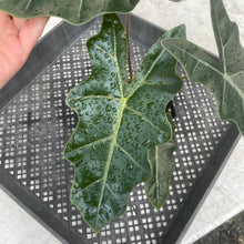 Load image into Gallery viewer, Alocasia Pseudosanderiana , Exact Plant
