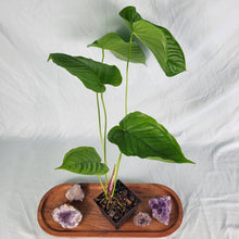 Load image into Gallery viewer, Anthurium Propinquum 4" pot, Fedex 2 day*