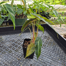 Load image into Gallery viewer, Alocasia polly aurea variegated, Exact Plant Ships Nationwide.