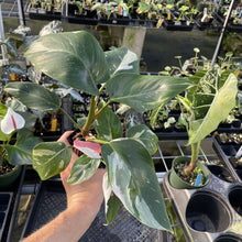 Load image into Gallery viewer, Philodendron White Princess Variegated exact plant, Fedex 2day*