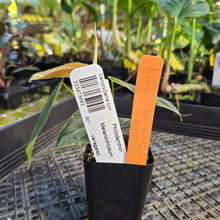 Load image into Gallery viewer, Philodendron Melanochrysum, Exact Plant Variegated Ships Nationwide