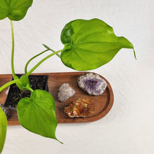 Load image into Gallery viewer, Alocasia Cucullata Variegated 4" pot, Fedex 2 day*