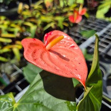 Load image into Gallery viewer, Anthurium Shibori Koi "orange speckled" exact plant, Fedex 2day*