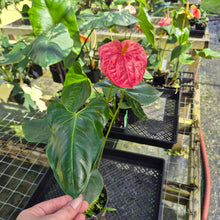 Load image into Gallery viewer, Anthurium Andreaenum Starlight Splash, Exact Plant, speckled