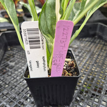 Load image into Gallery viewer, spathiphyllum galaxy, Exact Plant Variegated Ships Nationwide