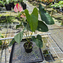 Load image into Gallery viewer, Anthurium Shibori, Exact Plant Variegated