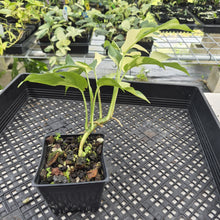 Load image into Gallery viewer, Rhaphidophora Tetrasperma Albo Variegated exact plant, Fedex 2day*