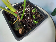 Load image into Gallery viewer, Philodendron Bernardopazii 4" pot, Fedex 2 day*