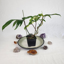 Load image into Gallery viewer, Philodendron Florida Beauty Variegated 4" pot, Fedex 2day*