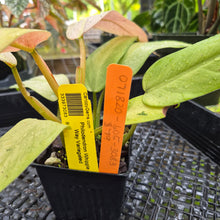 Load image into Gallery viewer, Philodendron Whipple Way, Exact Plant Variegated Ships Nationwide