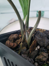 Load image into Gallery viewer, SP Limon, exact plant, Anthurium, ships nationwide