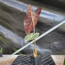 Load image into Gallery viewer, Alocasia Longiloba Lowii, Exact Plant Ships Nationwide
