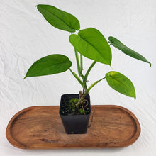 Load image into Gallery viewer, Syngonium Chiapense 4" pot, Fedex 2 day*