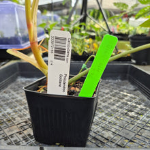 Load image into Gallery viewer, Philodendron Goldiana, Exact Plant Ships Nationwide