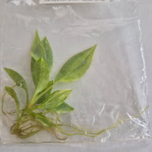 Load image into Gallery viewer, Philodendron Atabapoense Variegated tissue culture Fedex 2day
