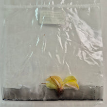 Load image into Gallery viewer, Philodendron Persimmon Princess tissue culture 2DayAir