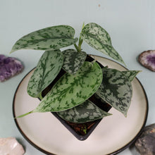 Load image into Gallery viewer, Scindapsus Silver Lady Shipped Nationwide