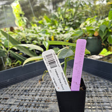 Load image into Gallery viewer, Philodendron Hastatum Silver Sword, Exact Plant Variegated Ships Nationwide