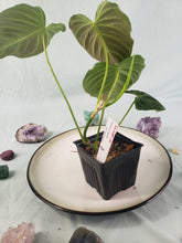 Load image into Gallery viewer, Philodendron Splendid, Exact Plant