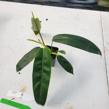 Load image into Gallery viewer, Philodendron Patriciae, Exact Plant Ships Nationwide
