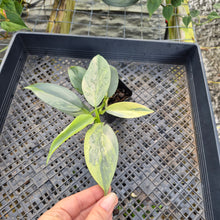 Load image into Gallery viewer, Philodendron Hastatum Silver Sword, Exact Plant Variegated Ships Nationwide