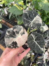 Load image into Gallery viewer, Alocasia Black Velvet Pink variegated 2.5" pot, Fedex 2day*