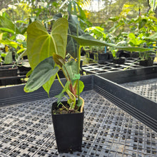 Load image into Gallery viewer, Anthurium Papillilaminum Fort Sherman X ( FS X Ralph Lynam), Ships Nationwide