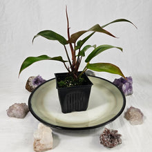 Load image into Gallery viewer, Philodendron Florida Bronze 4" pot, Fedex 2day*