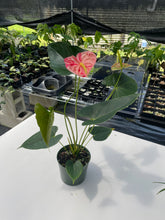 Load image into Gallery viewer, Anthurium Shibori, Exact Plant Variegated