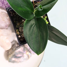 Load image into Gallery viewer, Scindapsus Treubii Dark Form Shipped Nationwide