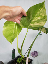 Load image into Gallery viewer, Borsigiana Aurea, Exact Plant, variegated Monstera