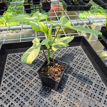 Load image into Gallery viewer, Philodendron Bipennifolium Variegated exact plant, Fedex 2day*
