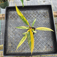 Load image into Gallery viewer, Philodendron Caramel Marble, Exact Plant Variegated Ships Nationwide